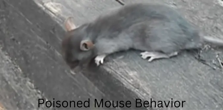Poisoned Mouse Behavior