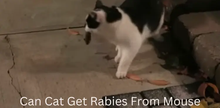 can cat get rabies from mouse