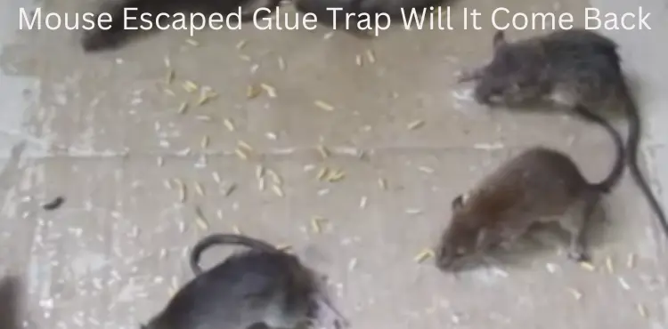 Mouse Escaped Glue Trap Will It Come Back