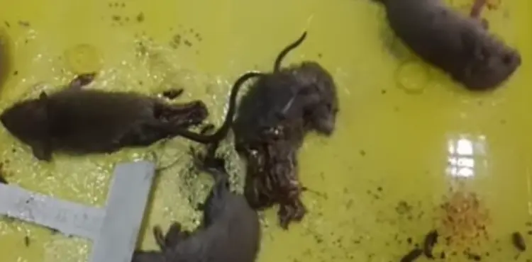 Why Do Mice Avoid Glue Traps
