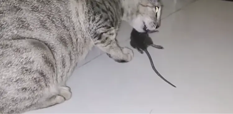 how do i know if my cat ate a mouse 