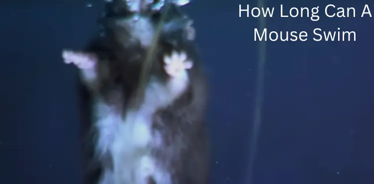 How Long Can A Mouse Swim