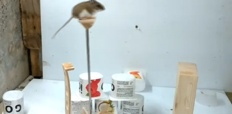 Can a mouse fall from any height