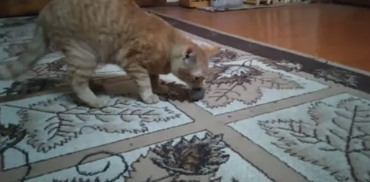 What happens to a cat when it kills a mouse