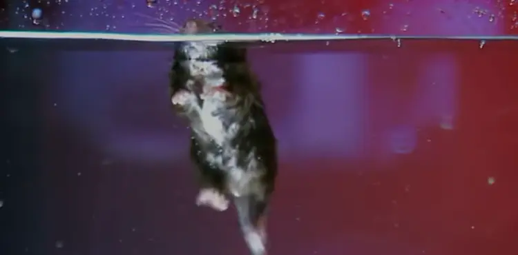 Can A Mouse Survive Drowning