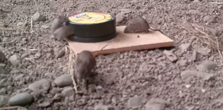 ways to set a dcon mouse trap