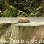 How Fast Is A Mouse