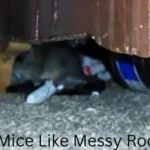 Do Mice Like Messy Rooms