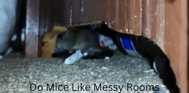 Do Mice Like Messy Rooms