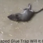 mouse escaped glue trap will it come back