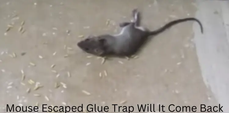 mouse escaped glue trap will it come back