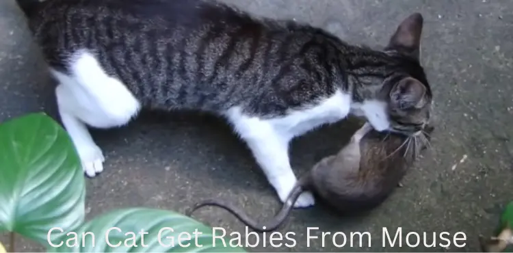 can cat get rabies from mouse