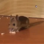 Is A Mouse A Carnivore