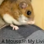 Just Saw A Mouse In My Living Room