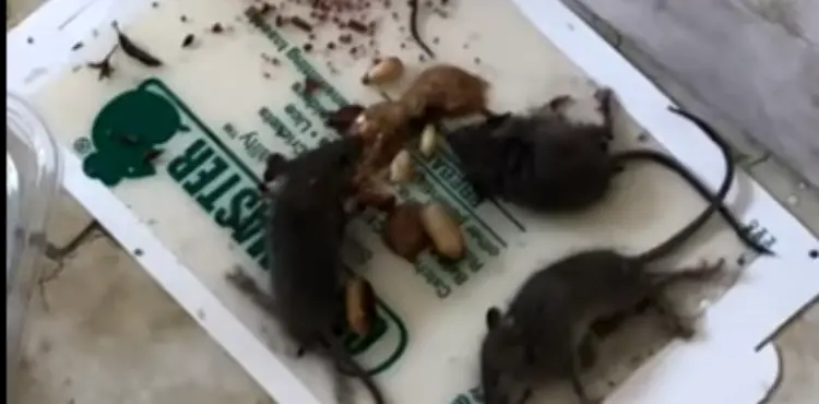 Can a mouse move a glue trap