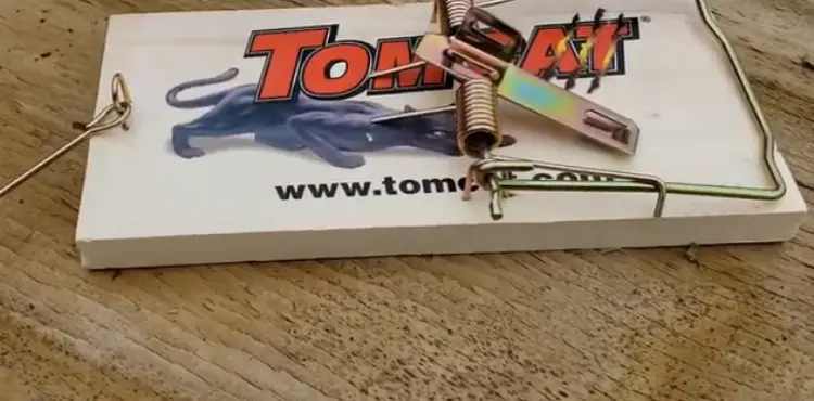 how to set tomcat mouse trap