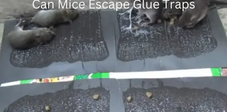 can mice escape glue traps