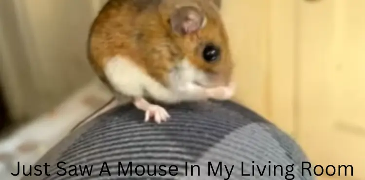 Just Saw A Mouse In My Living Room