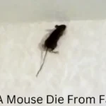 can a mouse die from falling