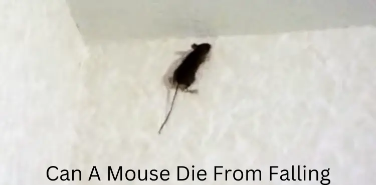 can a mouse die from falling