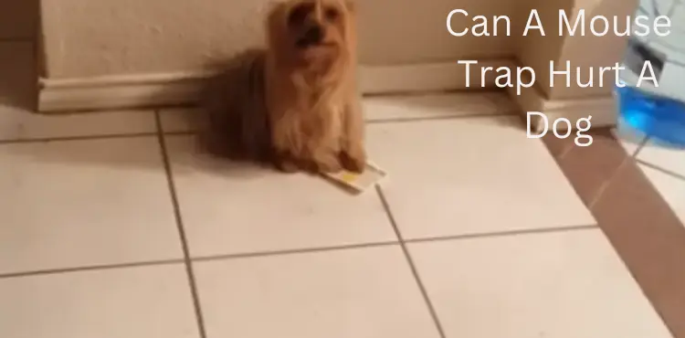 can a mouse trap hurt a dog