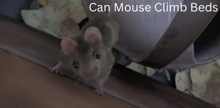 can mouse climb beds
