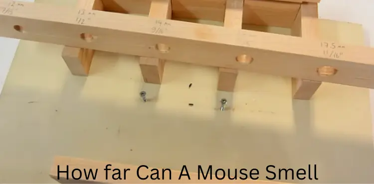 how far can a mouse smell