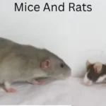 can a rat and mouse breed