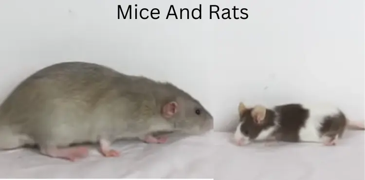 can a rat and mouse breed