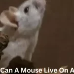 how long can a mouse live on a glue trap