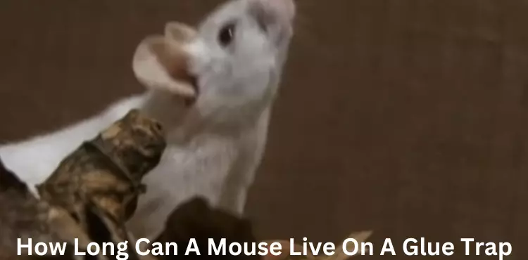 how long can a mouse live on a glue trap