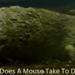how long does a mouse take to decompose