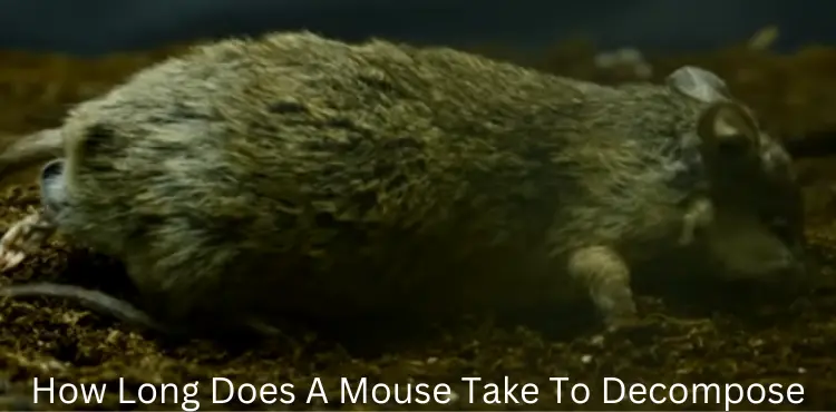 how long does a mouse take to decompose