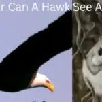 How far can a hawk see a mouse