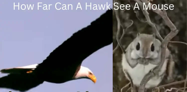 How far can a hawk see a mouse