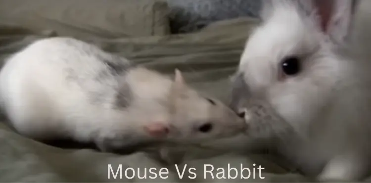 Mouse Vs Rabbit