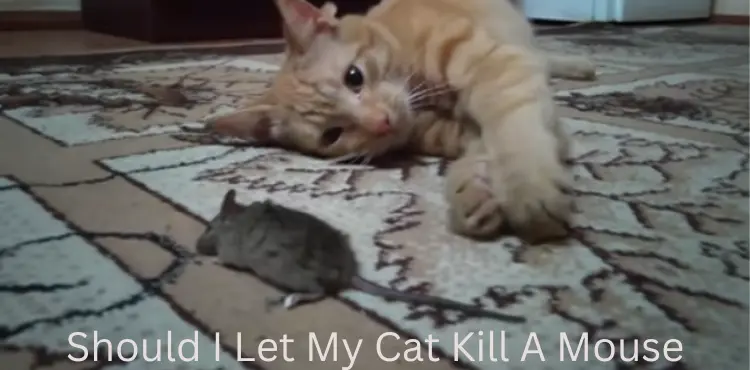 should i let my cat kill a mouse