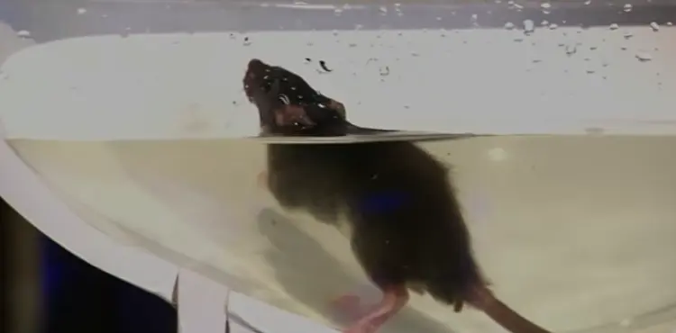 how long does it take to drown a mouse