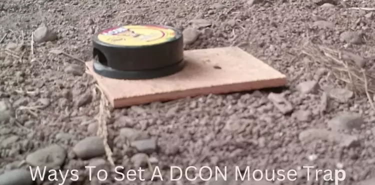 how to set a dcon mouse trap