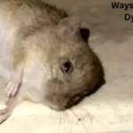 how to comfort a dying mouse