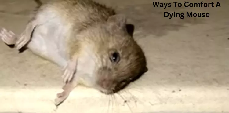 how to comfort a dying mouse