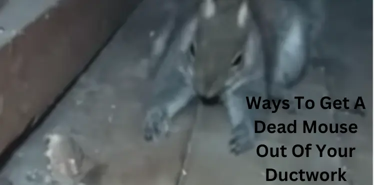 how to get a dead mouse out of your ductwork