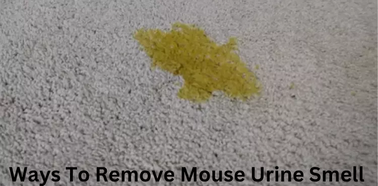 how to remove mouse urine smell